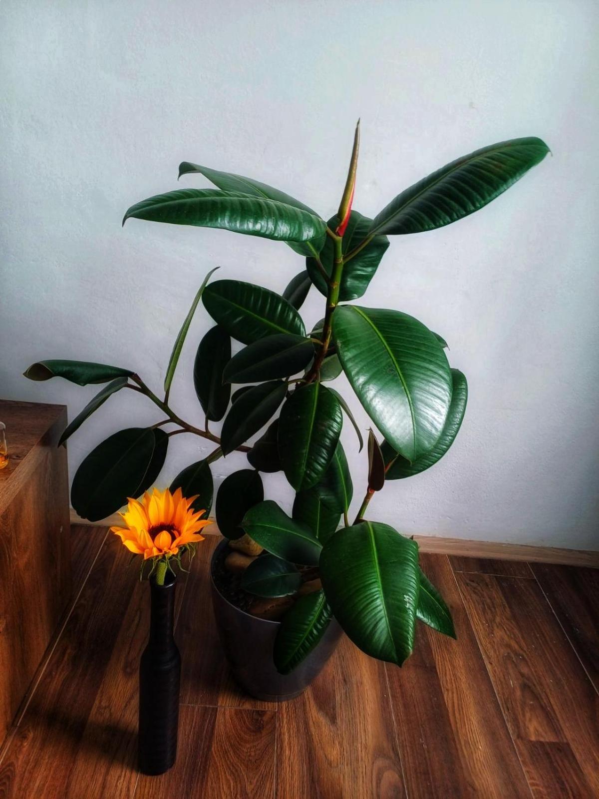 בלגרד Car Lazar Apartment מראה חיצוני תמונה
